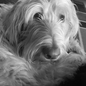 Meet your Posher, Tj